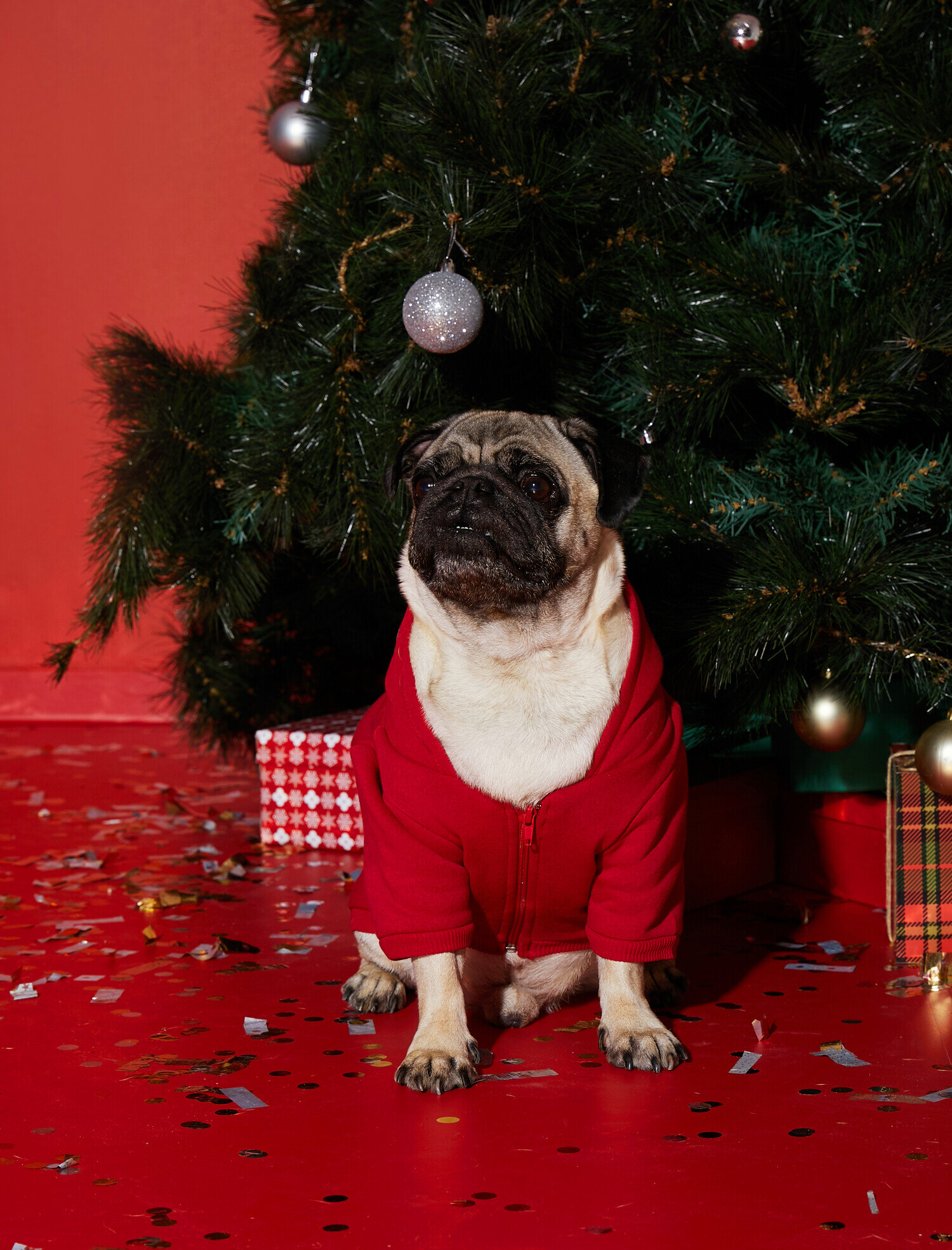   Pamuklu Kapüşonlu Köpek Sweatshirt