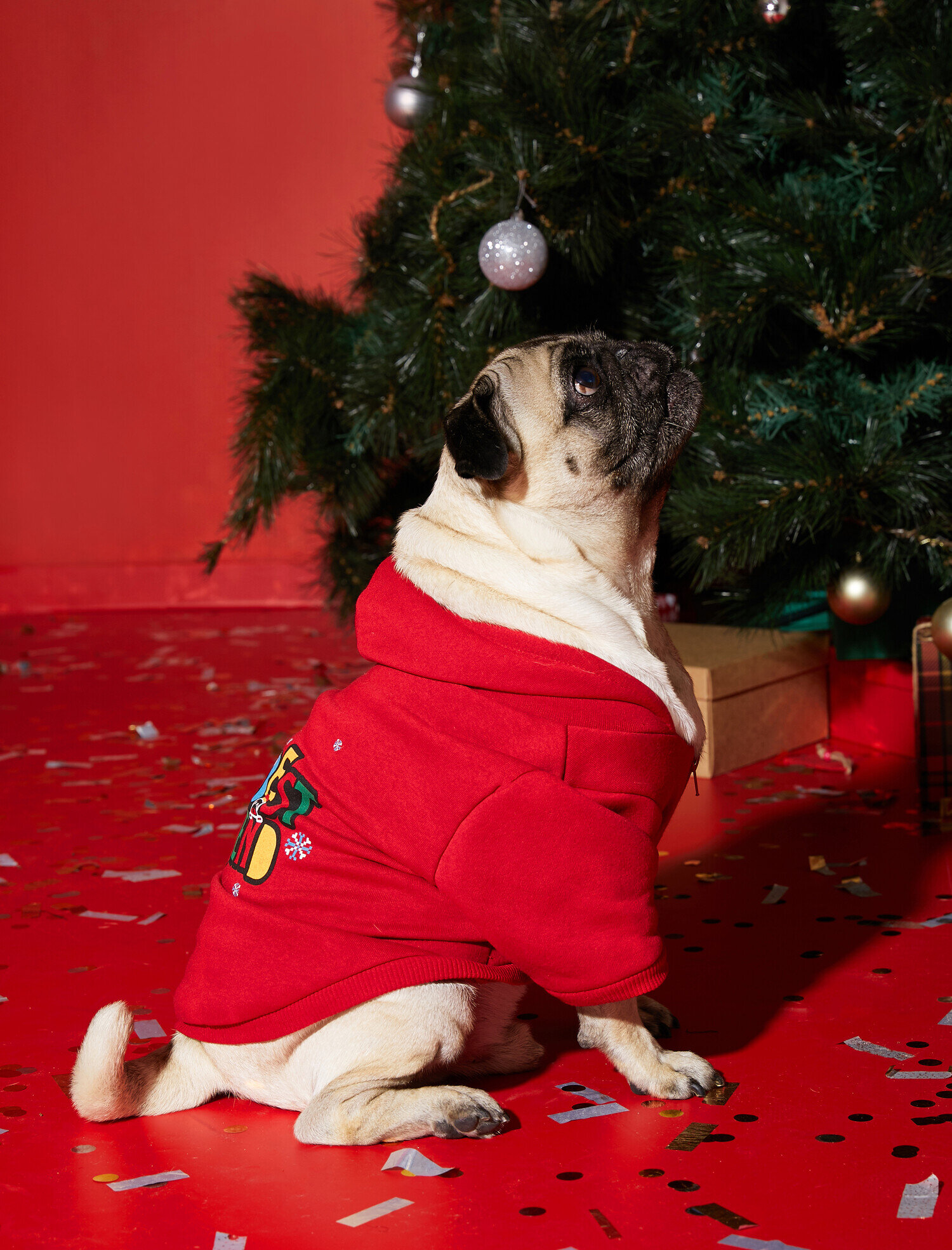   Pamuklu Kapüşonlu Köpek Sweatshirt