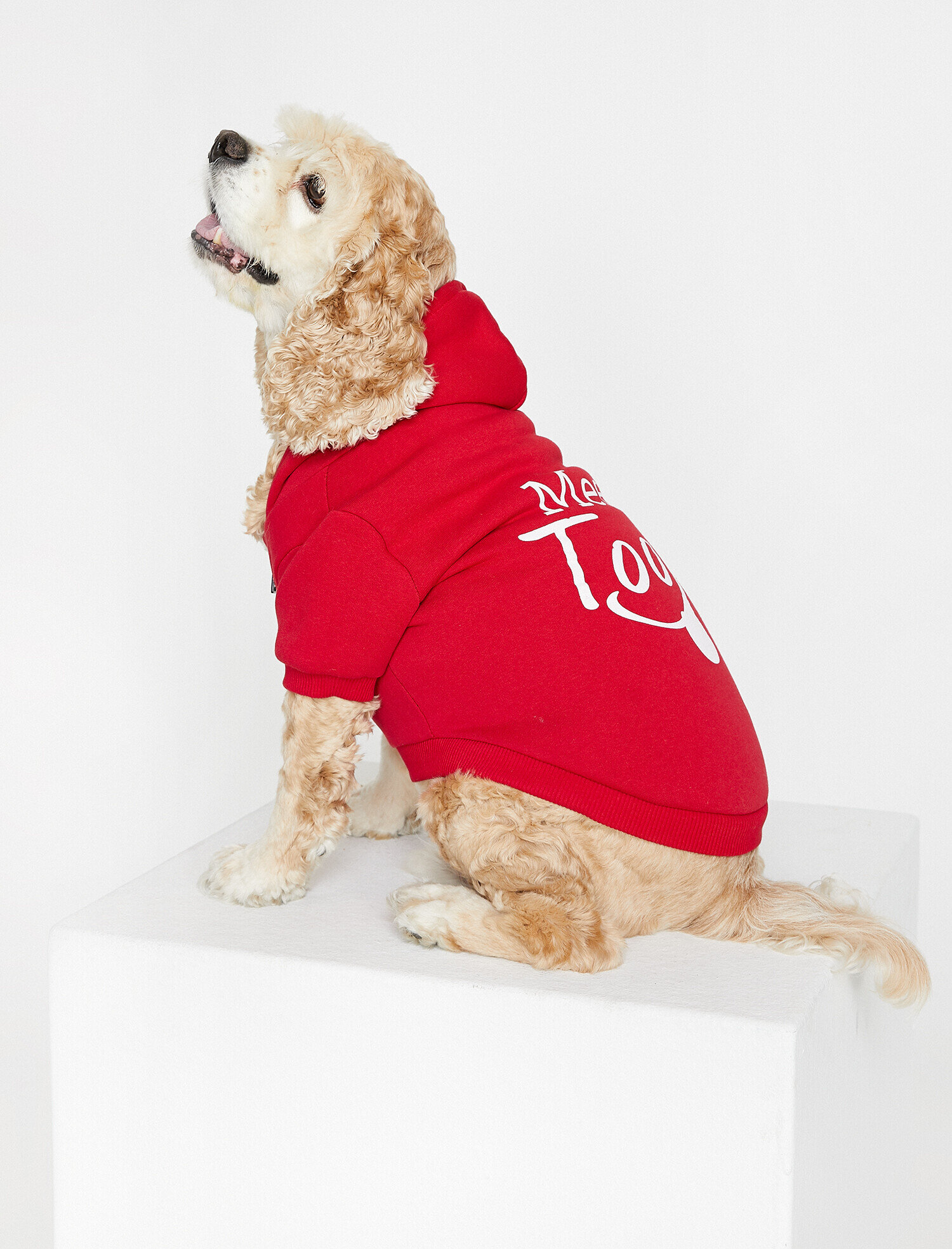   Yazılı Baskılı Köpek Sweatshirt