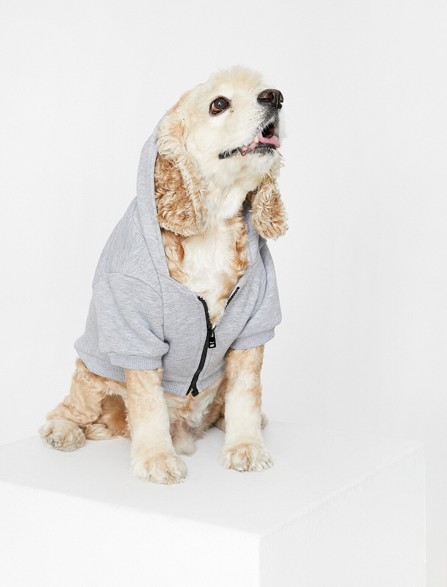   Kapüşonlu Köpek Sweatshirt