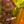 Çiçekli Küpe Boncuk Detaylı Çok Renkli-224