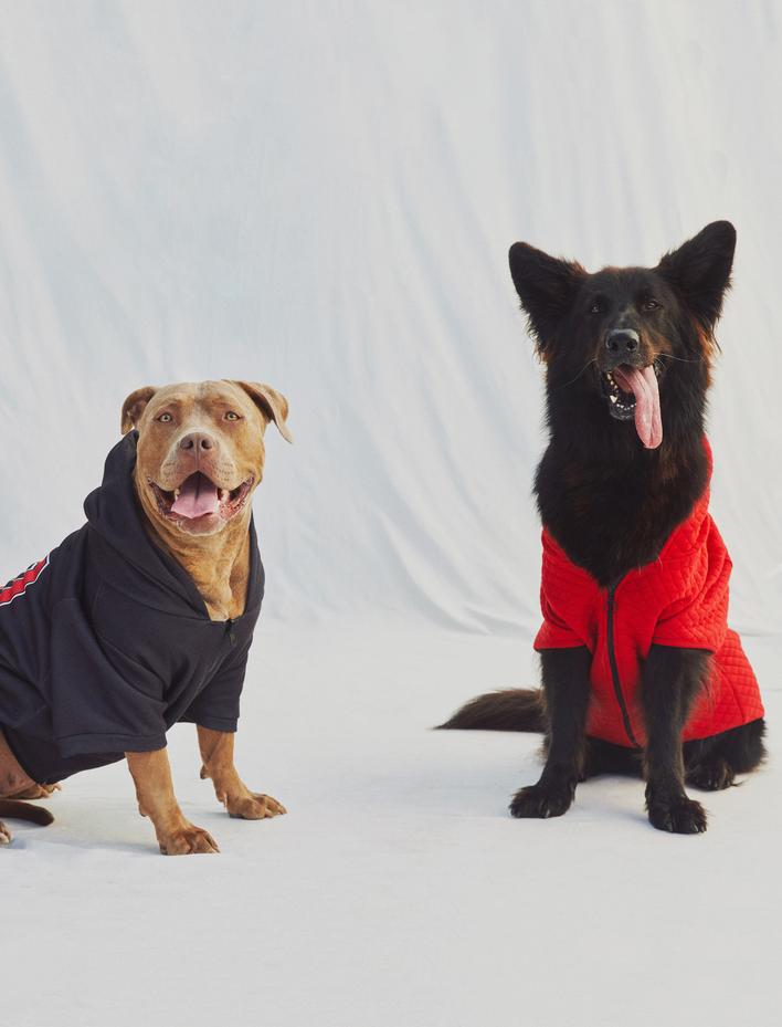  Kapüşonlu Köpek Sweatshirt