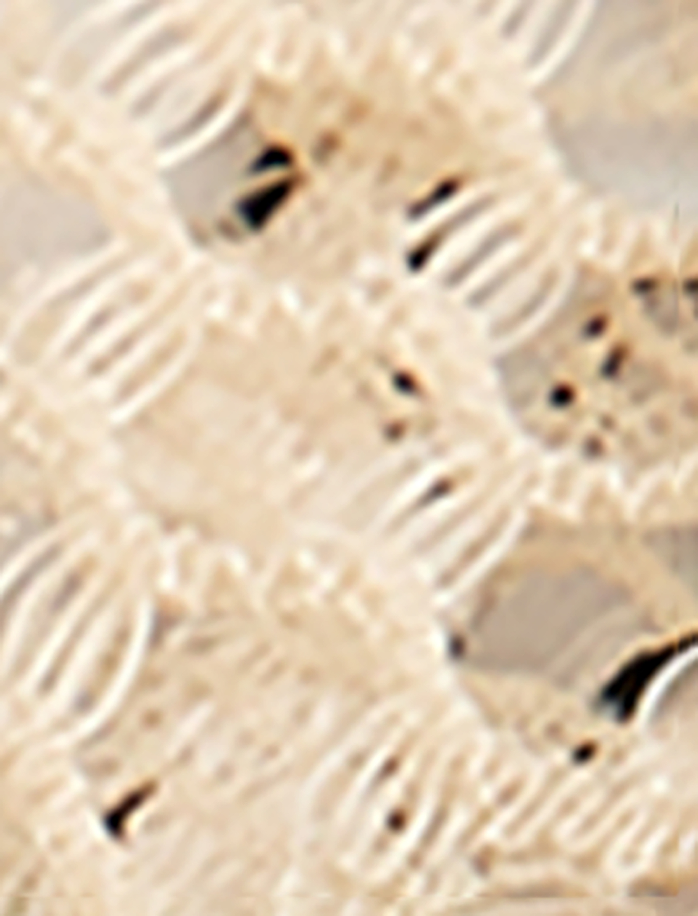   Çiçek Desenli Dantelli Brazilian Külot