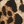 Dantelli Leopar Desenli Brief Külot-LD5