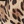 Leopar Desenli String Külot Dantel Detaylı-0D5